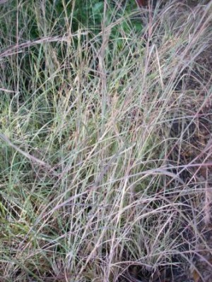 Chalky Bluestem